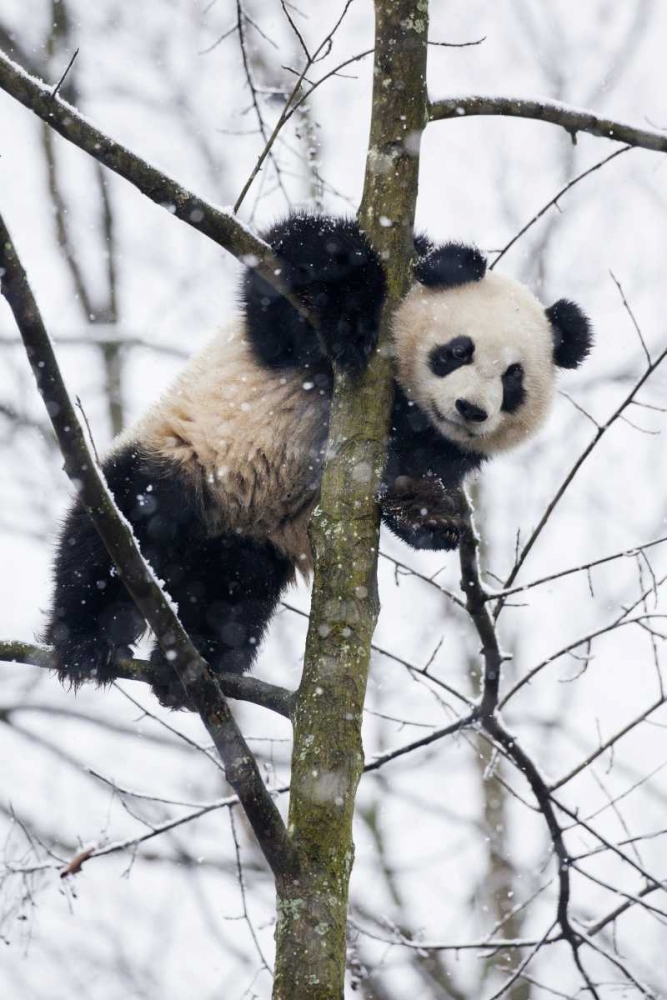 China, Chengdu Baby giant panda in tree